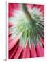 Close-Up of Back of Red Gerbera Daisy-Clive Nichols-Framed Photographic Print