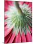 Close-Up of Back of Red Gerbera Daisy-Clive Nichols-Mounted Photographic Print
