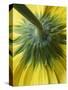 Close-Up of Back of Yellow Gerbera Daisy-Clive Nichols-Stretched Canvas