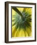 Close-Up of Back of Yellow Gerbera Daisy-Clive Nichols-Framed Photographic Print