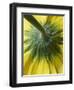 Close-Up of Back of Yellow Gerbera Daisy-Clive Nichols-Framed Photographic Print