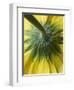 Close-Up of Back of Yellow Gerbera Daisy-Clive Nichols-Framed Photographic Print