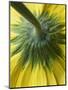 Close-Up of Back of Yellow Gerbera Daisy-Clive Nichols-Mounted Photographic Print