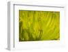 Close Up of Backlit Chrysanthemum Flower-Rona Schwarz-Framed Photographic Print