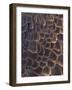 Close-up of Bald Eagle feather, Homer, Alaska, USA-Keren Su-Framed Photographic Print