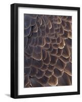 Close-up of Bald Eagle feather, Homer, Alaska, USA-Keren Su-Framed Photographic Print