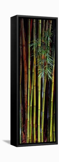 Close-Up of Bamboos, Kanapaha Botanical Gardens, Gainesville, Florida, USA-null-Framed Stretched Canvas