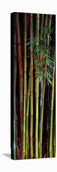 Close-Up of Bamboos, Kanapaha Botanical Gardens, Gainesville, Florida, USA-null-Stretched Canvas
