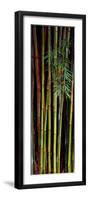 Close-Up of Bamboos, Kanapaha Botanical Gardens, Gainesville, Florida, USA-null-Framed Premium Photographic Print