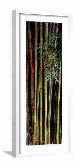 Close-Up of Bamboos, Kanapaha Botanical Gardens, Gainesville, Florida, USA-null-Framed Photographic Print