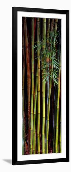 Close-Up of Bamboos, Kanapaha Botanical Gardens, Gainesville, Florida, USA-null-Framed Photographic Print