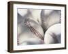 Close-up of Baseballs-null-Framed Premium Photographic Print