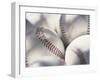 Close-up of Baseballs-null-Framed Premium Photographic Print