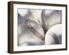 Close-up of Baseballs-null-Framed Photographic Print