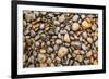 Close-up of beach rocks, Oregon-Stuart Westmorland-Framed Photographic Print