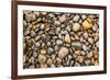 Close-up of beach rocks, Oregon-Stuart Westmorland-Framed Premium Photographic Print