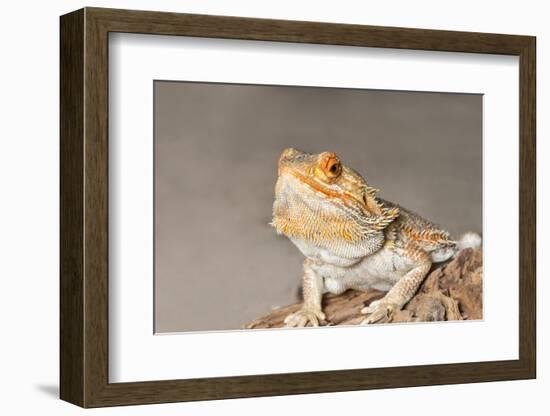 Close-up of Bearded dragon on rock-null-Framed Photographic Print