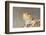 Close-up of Bearded dragon on rock-null-Framed Photographic Print