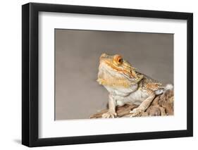 Close-up of Bearded dragon on rock-null-Framed Photographic Print