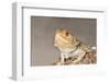 Close-up of Bearded dragon on rock-null-Framed Photographic Print