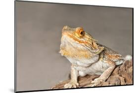 Close-up of Bearded dragon on rock-null-Mounted Photographic Print