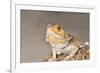 Close-up of Bearded dragon on rock-null-Framed Photographic Print