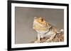 Close-up of Bearded dragon on rock-null-Framed Photographic Print