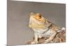 Close-up of Bearded dragon on rock-null-Mounted Photographic Print