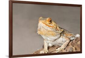 Close-up of Bearded dragon on rock-null-Framed Photographic Print