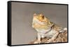 Close-up of Bearded dragon on rock-null-Framed Stretched Canvas