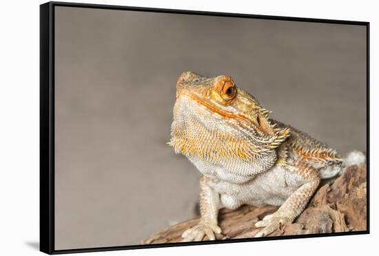 Close-up of Bearded dragon on rock-null-Framed Stretched Canvas