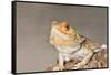 Close-up of Bearded dragon on rock-null-Framed Stretched Canvas