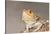 Close-up of Bearded dragon on rock-null-Stretched Canvas