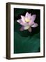 Close-Up of Beatiful Pink Lotus-kenny001-Framed Photographic Print