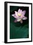 Close-Up of Beatiful Pink Lotus-kenny001-Framed Photographic Print