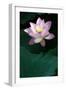 Close-Up of Beatiful Pink Lotus-kenny001-Framed Photographic Print