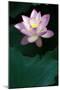 Close-Up of Beatiful Pink Lotus-kenny001-Mounted Photographic Print