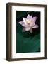 Close-Up of Beatiful Pink Lotus-kenny001-Framed Photographic Print