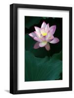 Close-Up of Beatiful Pink Lotus-kenny001-Framed Photographic Print