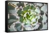 Close up of Beautiful Everegreen Echeveria Succulent.-Kate Babiy-Framed Stretched Canvas