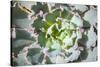Close up of Beautiful Everegreen Echeveria Succulent.-Kate Babiy-Stretched Canvas