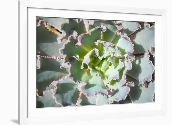 Close up of Beautiful Everegreen Echeveria Succulent.-Kate Babiy-Framed Photographic Print