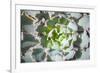 Close up of Beautiful Everegreen Echeveria Succulent.-Kate Babiy-Framed Photographic Print