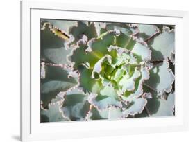 Close up of Beautiful Everegreen Echeveria Succulent.-Kate Babiy-Framed Photographic Print