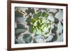 Close up of Beautiful Everegreen Echeveria Succulent.-Kate Babiy-Framed Photographic Print