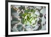 Close up of Beautiful Everegreen Echeveria Succulent.-Kate Babiy-Framed Photographic Print