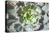 Close up of Beautiful Everegreen Echeveria Succulent.-Kate Babiy-Stretched Canvas