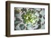 Close up of Beautiful Everegreen Echeveria Succulent.-Kate Babiy-Framed Photographic Print