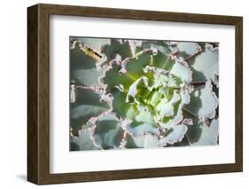 Close up of Beautiful Everegreen Echeveria Succulent.-Kate Babiy-Framed Photographic Print