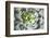 Close up of Beautiful Everegreen Echeveria Succulent.-Kate Babiy-Framed Photographic Print